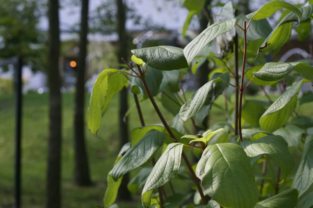 Garmażerka Jordaszka Ku Zdrowiu