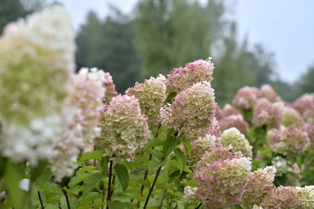 Garmażerka Jordaszka Ku Zdrowiu