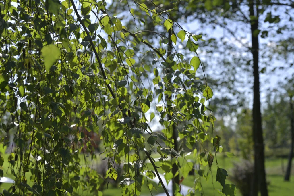 Garmażerka Jordaszka Ku Zdrowiu