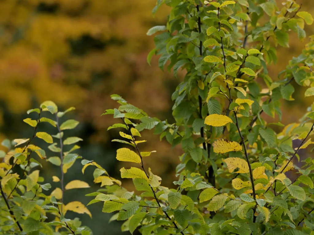 Garmażerka Jordaszka Ku Zdrowiu