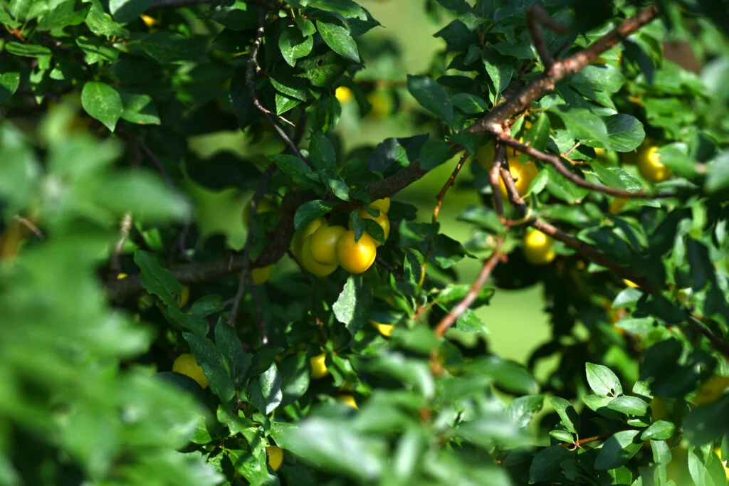 Garmażerka Jordaszka Ku Zdrowiu